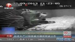 4虎国产视频 新闻,热门新闻背后的故事与影响