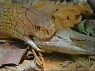 国产大蟒蛇帅气视频大全,雄壮身姿，魅力四溢