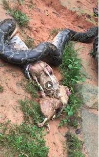 国产大蟒蛇帅气视频大全,雄壮身姿，魅力四溢