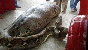 国产大蟒蛇帅气视频大全,雄壮身姿，魅力四溢