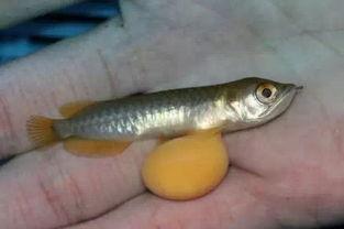 国产小龙鱼视频,探寻中华美食的海洋魅力