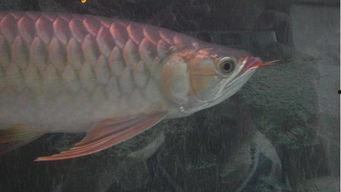 国产小龙鱼视频,探寻中华美食的海洋魅力