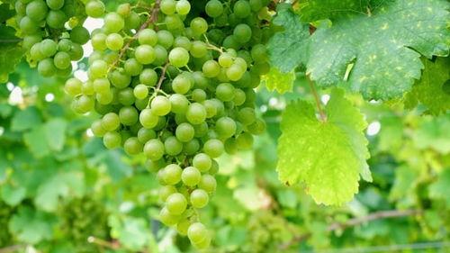 葡萄视频国产免费,畅享视听盛宴的云端乐园