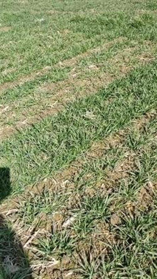 国产青草真视频,探寻自然之美与生态和谐