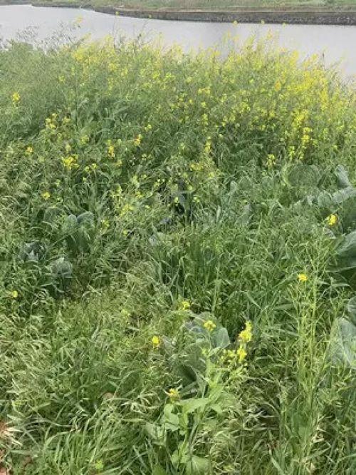 国产青草真视频,探寻自然之美与生态和谐