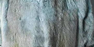 国产水貂真假对比视频,揭秘视频中的真假对比