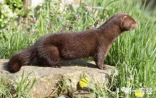 国产水貂真假对比视频,揭秘视频中的真假对比