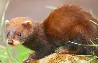 国产水貂真假对比视频,揭秘视频中的真假对比