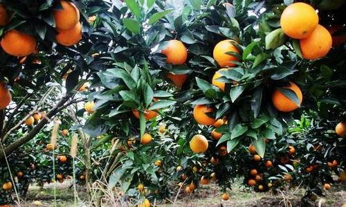 法国产不产柑橘呢视频,揭秘法国是否盛产柑橘  第1张