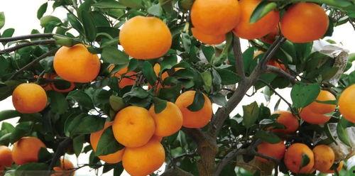 法国产不产柑橘呢视频,揭秘法国是否盛产柑橘  第2张