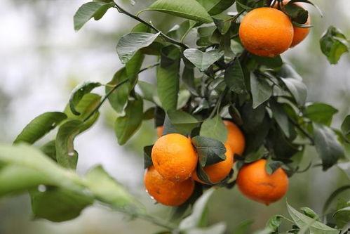 法国产不产柑橘呢视频,揭秘法国是否盛产柑橘  第3张