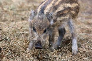 大野猪小视频国产,大野猪小视频引领短视频新潮流