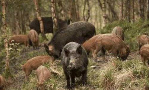 大野猪小视频国产,大野猪小视频引领短视频新潮流  第2张