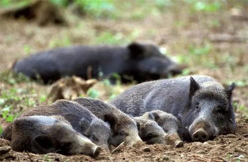 大野猪小视频国产,大野猪小视频引领短视频新潮流  第3张