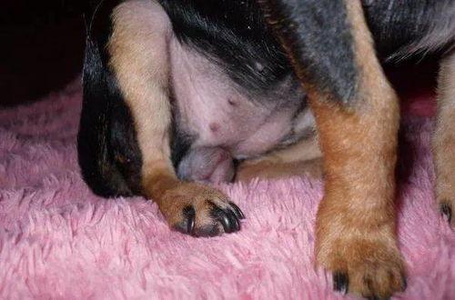 国产母狗高清视频大全,独家呈现的珍贵瞬间  第1张