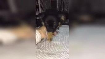 国产母狗高清视频大全,独家呈现的珍贵瞬间  第2张