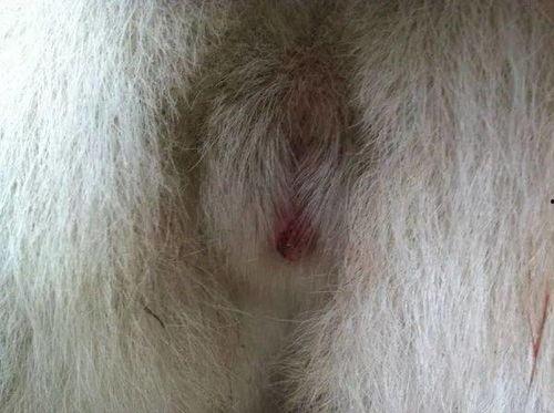 国产母狗高清视频大全,独家呈现的珍贵瞬间  第3张