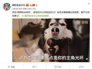 国产宠物博主短视频,国产宠物博主短视频带你领略萌宠魅力