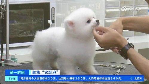 国产宠物博主短视频,国产宠物博主短视频带你领略萌宠魅力  第3张