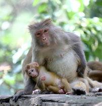 国产小猴子对比图片视频,萌态百出，萌动人心