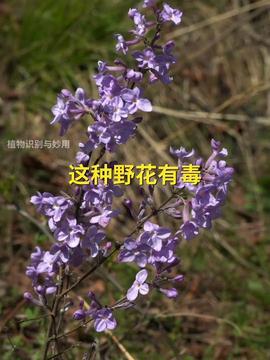 嫚嫚视频野花国产,野花国奇遇记