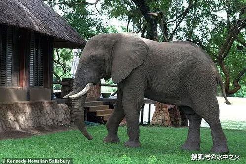 芒果大象视频国产,国产生态探索之旅